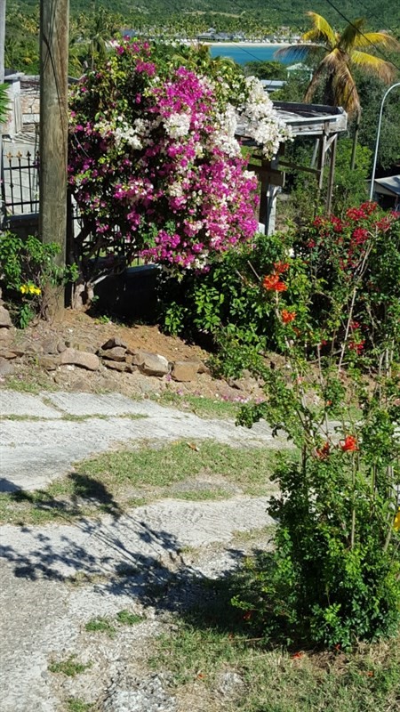 Old Road - My Bougainvillia in full bloom